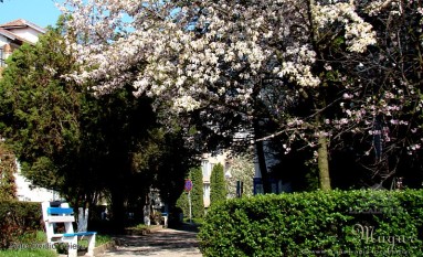 Şimleu Silvaniei - Flori de Magnolia
